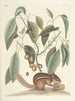 van Poissons, serpents, insectes et quelques autres animaux, ainsi que quelques photos de plantes Pl075 - Mark Catesby — weergave van het kunstwerk
