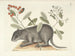 Afbeeldingen van vissen, slangen, insecten en andere dieren evenals bepaalde planten Pl079 - Mark Catesby — weergave van het kunstwerk