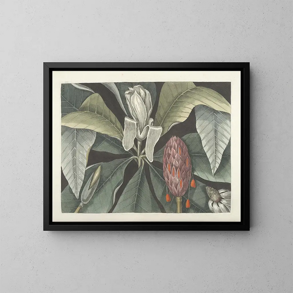 Afbeeldingen van vissen, slangen, insecten en andere dieren evenals bepaalde planten Pl080 - Mark Catesby — ingelijst kunstwerk aan de muur