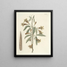 van Poissons, serpents, insectes et quelques autres animaux, ainsi que quelques photos de plantes Pl082 - Mark Catesby — ingelijst kunstwerk aan de muur