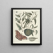van Poissons, serpents, insectes et quelques autres animaux, ainsi que quelques images de plantes Pl086 - Mark Catesby — ingelijst kunstwerk aan de muur