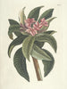 van Poissons, serpents, insectes et quelques autres animaux, ainsi que quelques images de plantes Pl092 - Mark Catesby — weergave van het kunstwerk