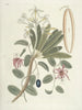 van Poissons, serpents, insectes et quelques autres animaux, ainsi que quelques images de plantes Pl093 - Mark Catesby — weergave van het kunstwerk