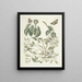 van Poissons, serpents, insectes et quelques autres animaux, ainsi que quelques photos de plantes Pl095 - Mark Catesby — ingelijst kunstwerk aan de muur