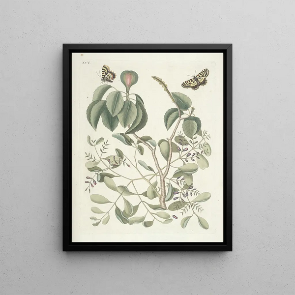 Mark Catesby - Piscium serpentum insectorum aliorumque nonnullorum animalum nec non plantarum quarundam imagines Pl095.webp