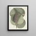 van Poissons, serpents, insectes et quelques autres animaux, ainsi que quelques images de plantes Pl096 - Mark Catesby — ingelijst kunstwerk aan de muur
