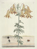 van Poissons, serpents, insectes et quelques autres animaux, ainsi que quelques photos de plantes Pl106 - Mark Catesby — weergave van het kunstwerk