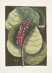 Prunus maritima racemosa Le Raisinier des Mangroves Phalna Caroliniana c - Mark Catesby — ingelijst kunstwerk aan de muur