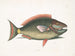 Psittacus en de papegaaivis - Mark Catesby — weergave van het kunstwerk