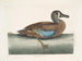Zwartkop eend met witte gezicht - Mark Catesby — weergave van het kunstwerk