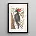 Quercus Anpotius Ilex Marilandica folio longo angusto salicis Chêne Saule Picus Maximus rostro Albo Grand Pic à Bec Blanc - Mark Catesby — ingelijst kunstwerk aan de muur