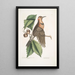 Quercus Castanea foliis procera Arbor Virginiana Chêne Châtaignier Picus carius major alis aureis Le Pic aux Ailes Dorées - Mark Catesby — ingelijst kunstwerk aan de muur