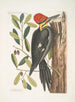 Quercus sempervirens foliis oblongis non sinuatis Chêne Vert Picus maximus cristatubra Le Grand Pic à Crête Rouge - Mark Catesby — weergave van het kunstwerk