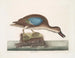 De blauwe vleugel fluitende eend - Mark Catesby — weergave van het kunstwerk