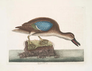 Mark Catesby - Querquedula Americana fusca The BlueWing Teal.webp