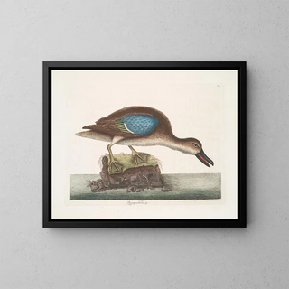 Mark Catesby - Querquedula Americana fusca The BlueWing Teal.webp