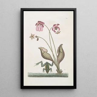 Mark Catesby - Rana Aquatica The WaterFrog Sarracena.webp