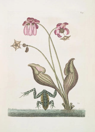 Mark Catesby - Rana Aquatica The WaterFrog Sarracena.webp