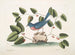 L'oiseau bleu - Mark Catesby — weergave van het kunstwerk