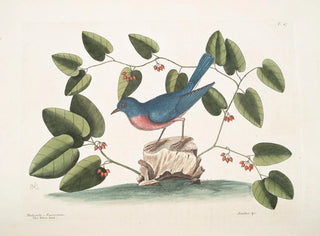 Mark Catesby - Rubecula Americana The Blue Bird Smilax non spinola bumilis Aristolochi baccis rubris.webp