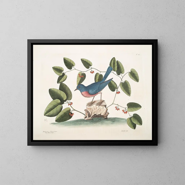 L'oiseau bleu - Mark Catesby — ingelijst kunstwerk aan de muur