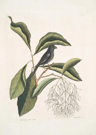 Mark Catesby - Rubicilla minor nigra The little black Bullfinch Amelanchier c The Fringe Tree.webp