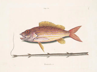 Mark Catesby - Salpa c The LaneSnapper Petimbuabo Brasil The TobaccopipeFish.webp