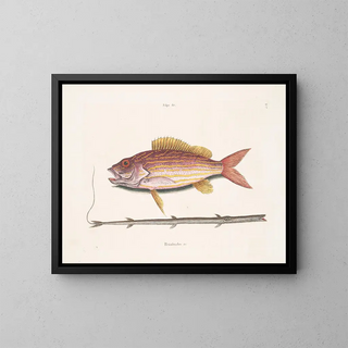 Mark Catesby - Salpa c The LaneSnapper Petimbuabo Brasil The TobaccopipeFish.webp