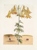 Scarabée américain des pilules The Tumble Turds Lily c - Mark Catesby — weergave van het kunstwerk