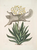 Sciurus L'Écureuil Volant Viscum - Mark Catesby — weergave van het kunstwerk