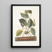 Scolopendra Hamamelis - Mark Catesby — ingelijst kunstwerk aan de muur