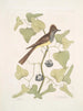 Smilax c Muscicapa cristata Le Moucherolle huppé - Mark Catesby — weergave van het kunstwerk