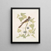 Smilax c Muscicapa cristata Le Moucherolle huppé - Mark Catesby — ingelijst kunstwerk aan de muur