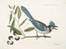 Smilax lisse, laurier à feuilles non dentées, baies noires, le Smilax à feuilles de laurier, Pica cristata carulea, le Geai huppé bleu - Mark Catesby — weergave van het kunstwerk