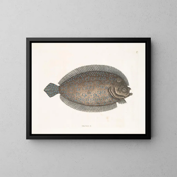 Solea lunata - Mark Catesby — ingelijst kunstwerk aan de muur