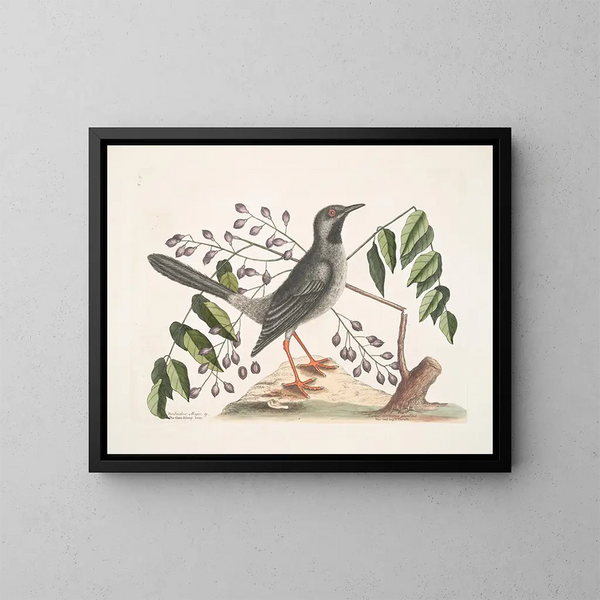 L'arbre Gumelimy - Mark Catesby — ingelijst kunstwerk aan de muur