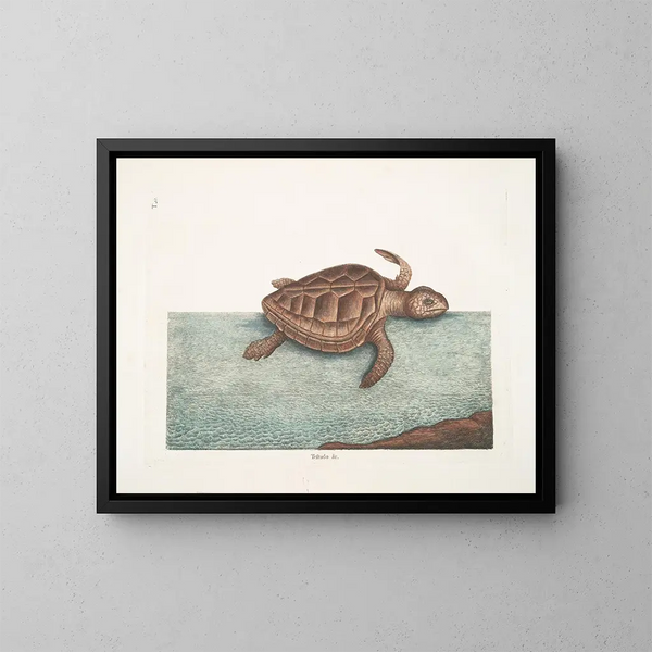 La tortue caouanne - Mark Catesby — ingelijst kunstwerk aan de muur
