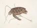Groene Schildpad - Mark Catesby — weergave van het kunstwerk