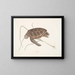 Groene Schildpad - Mark Catesby — ingelijst kunstwerk aan de muur