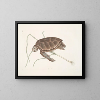 Mark Catesby - Testudo marina viridis The GreenTurtle.webp