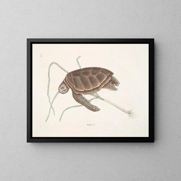 Groene Schildpad - Mark Catesby — ingelijst kunstwerk aan de muur