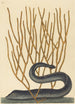 La Murène Noire Muraenae helenae varietas - Mark Catesby — weergave van het kunstwerk