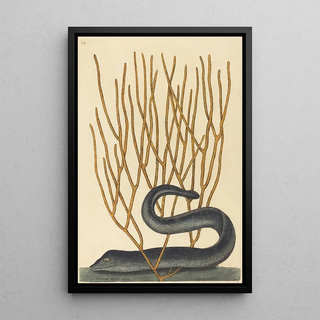 Mark Catesby - The Black Muray Muraenae helenae varietas.webp