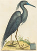 Le Héron Bleu Ardea coerulea - Mark Catesby — weergave van het kunstwerk