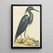 Le Héron Bleu Ardea coerulea - Mark Catesby — ingelijst kunstwerk aan de muur
