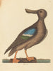 De eend met blauwe vleugels Anas clypeata foemina - Mark Catesby — weergave van het kunstwerk
