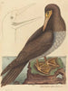 De gekke Pelecanus sula - Mark Catesby — weergave van het kunstwerk