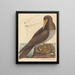 De gekke Pelecanus sula - Mark Catesby — ingelijst kunstwerk aan de muur
