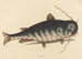De Poisson-Chat Silurus catus - Mark Catesby — weergave van het kunstwerk