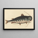 De Poisson-Chat Silurus catus - Mark Catesby — ingelijst kunstwerk aan de muur